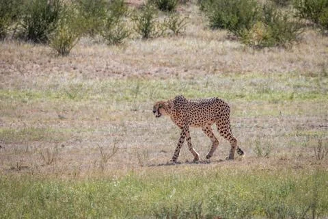 Cheetah walking in the grass. Stock Photos