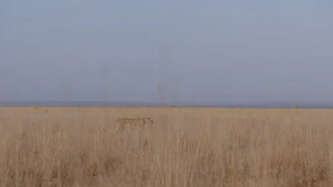 Cheetah walking in grasslands at evening Vídeo Stock 314784903