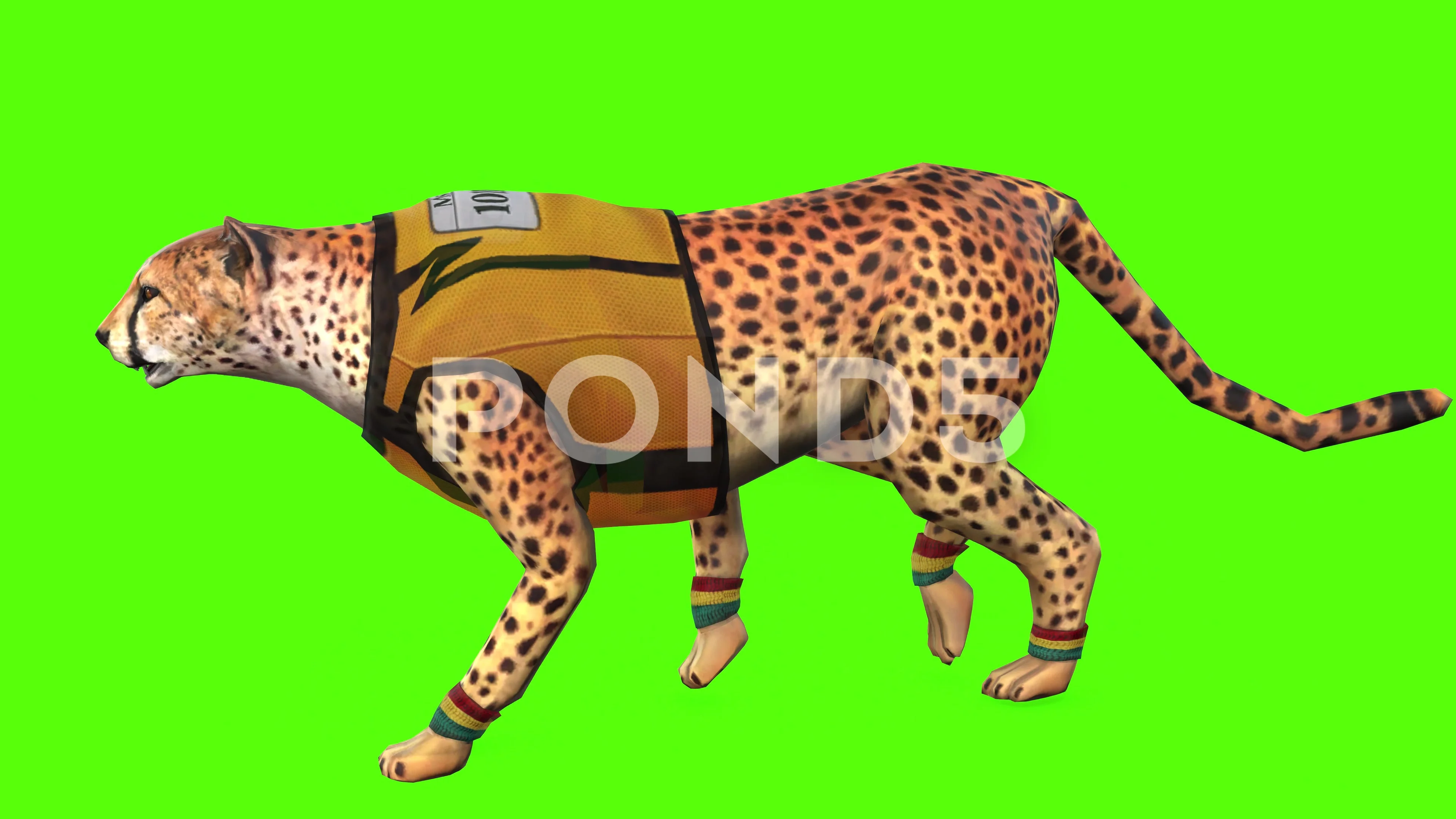 4K Cheetah Running Stock Video Footage | Royalty Free 4K Cheetah Running  Videos | Pond5