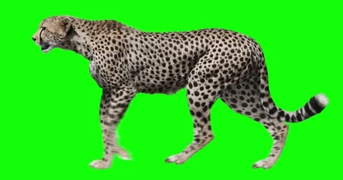 Cheetah Walking. Green screen. Stock Footage 93961865
