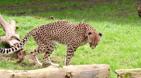 Cheetah walking in the park between tree trunks Stock Footage 53089125