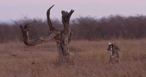 A Cheetah walking past dead tree in dry savannah at midday Video stock 314783341