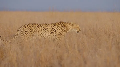 Cheetah walking in the plains at evening Stock Footage 314780502
