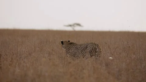 Cheetah walking in the plains Stock Footage 314783948