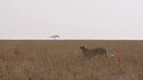 Cheetah walking in the plains while scanning around Stock Footage 314786138