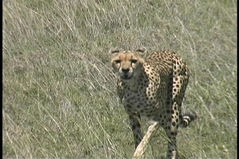 Cheetah walking Serengeti Stock Footage