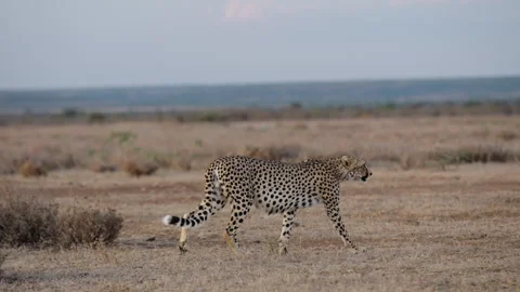 Cheetah walking in short grass with perched bird in savannah Video stock 314789155