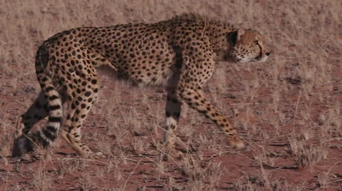 Cheetah walking side on to camera in slow motion Stock Footage 64694052