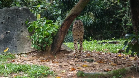 Cheetah Walking Side On To Camera In Slow Motion Stock Footage 112985857