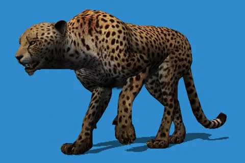 Cheetah Walking Side View Video stock 25086120