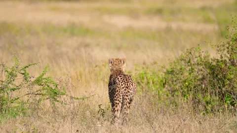 Cheetah Walking Slowly Stock Footage 327620467