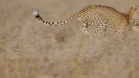 A Cheetah walking in tall grass at evening in savannah Stock Footage 314790769