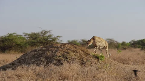 Cheetah walking onto termite mound with shrubs in savannah Stock Footage 314784668
