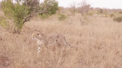 Cheetah Walking through camera - Dolly Video stock 55641902