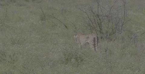Cheetah walking through grass, 6k, DNxHR, 12bit 動画素材 252233033