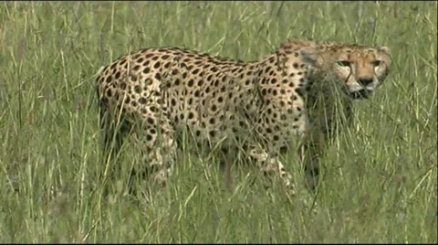 Cheetah walking through grass Stock Footage 12557588
