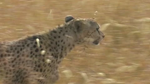 Cheetah walking through the grass Stock Footage 22186653