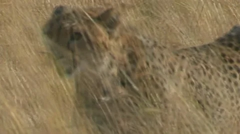 Cheetah walking through grass Stock Footage 22191386