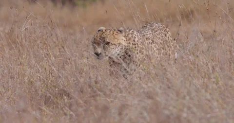 Cheetah walking through grass in sunny morning in savannah Stock Footage 314782019