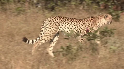 Cheetah walking through grass (wild) - HD Stock Footage 84709544