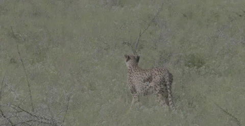 Cheetah walking through grass2, 6k, DNxHR, 12bit 動画素材 252232966