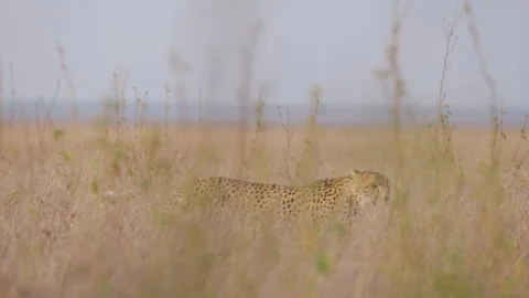 Cheetah walking through the grasslands Stock Footage 314780142
