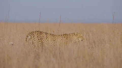 Cheetah walking through the grasslands at sunset Stock Footage 314787029
