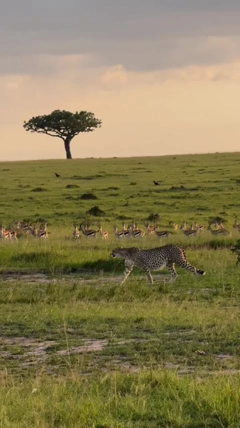 A cheetah walking through the grassy plains of the maasai mara in kenya Stock Footage 335491650
