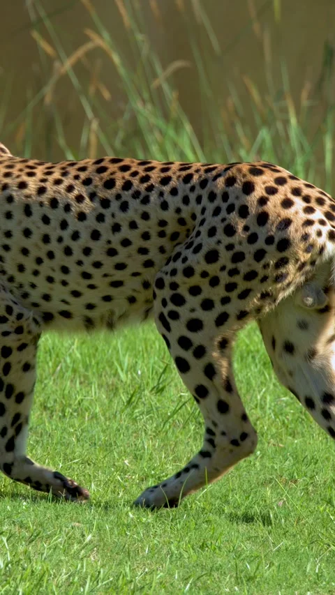 Cheetah Walking Through Green Grass in a Wildlife Sanctuary Stock Footage 332273270