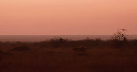Cheetah walking through tall grass in savannah in midday Stock Footage 314782333