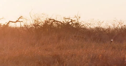 A Cheetah walking through tall grass in savannah at daybreak Video stock 314786044