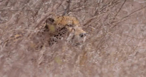 Cheetah walking through tall grass on sunny day in savannah Stock Footage 314786357