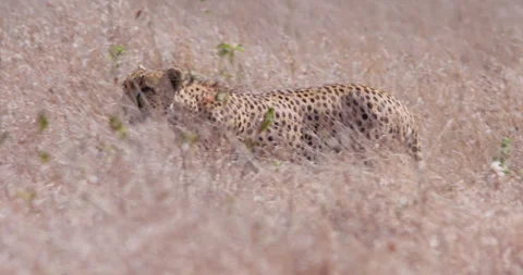 Cheetah walking through tall grass in savannah Stock Footage 314788282