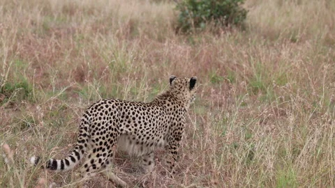 Cheetah Walking Through Tall Grass Side and Rear Profile Stock Footage 341368684