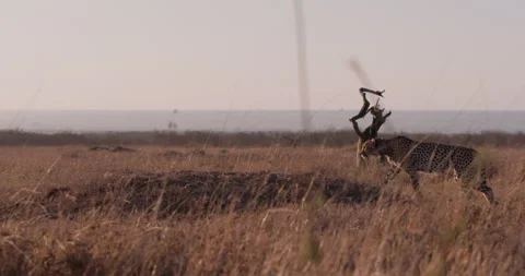 Cheetah walking on top of mound soil in savannah at daybreak Stock Footage 314789019