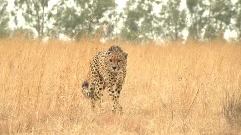 Cheetah walking towards camera Stock Footage 10989555