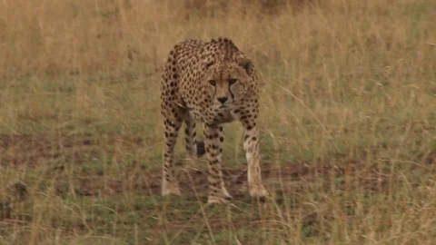 Cheetah walking towards the camera Stock Footage 71208830