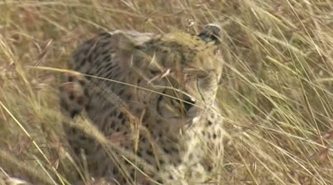 Cheetah walking towards camera &amp; track out of frame Stock Footage 22187382