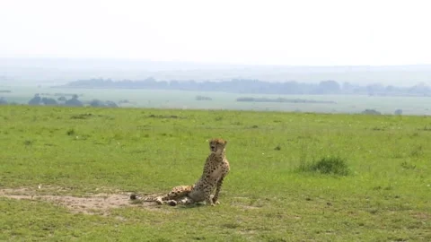 Cheetah walking by a tree, lying down and rolling around on green grass Vídeos de archivo 203847755