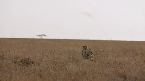 Cheetah walking while scanning around in savannah Stock Footage 314785579