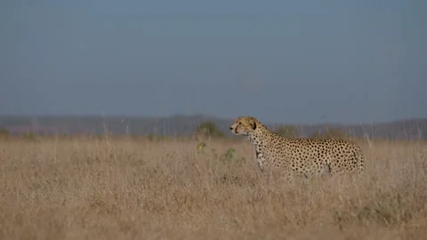 Cheetah walking while scanning grassland savannah in morning Stock Footage 314787287