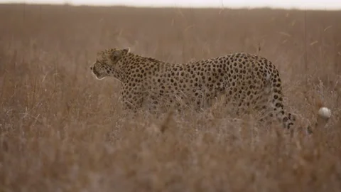 Cheetah walking while scanning for prey in savannah Stock Footage 314785942