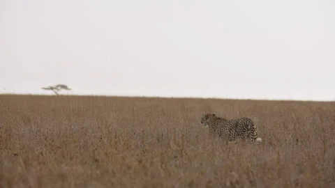 Cheetah walking while scanning the savannah Stock Footage 314783935