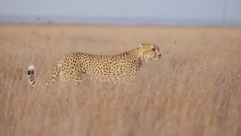 Cheetah walking while scanning savannah grassland Stock Footage 314788458