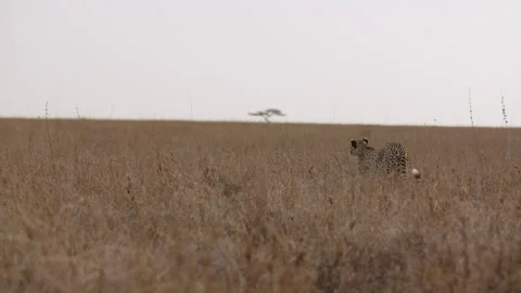 Cheetah walking while scanning the savannah Video stock 314792410