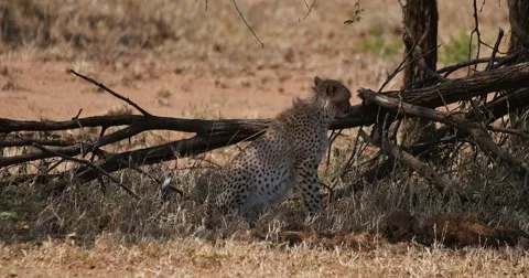 Cheetah Walks Stock Footage 60383637