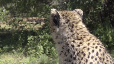 Cheetah walks out of frame Stock Footage 83622894