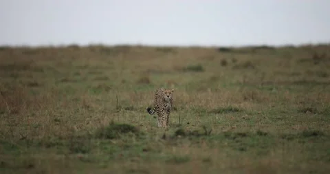 A cheetah walks in the savannah Stock Footage 162494110