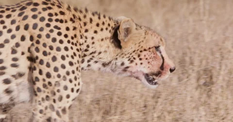 Cheetah walks through dry grassy savannah in hot sunny day Stock Footage 314783775