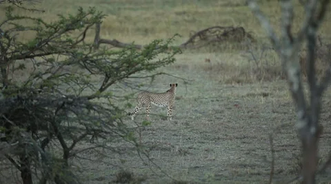 Cheetah Walks Through Shot Stock Footage 31507278